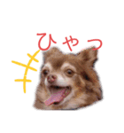 わんだらけ そのさん（個別スタンプ：8）
