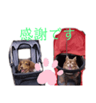 わんだらけ そのさん（個別スタンプ：10）