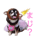 わんだらけ そのさん（個別スタンプ：14）