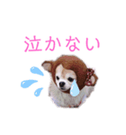わんだらけ そのさん（個別スタンプ：15）