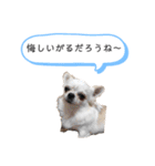 チワワの呟き（個別スタンプ：2）