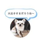 チワワの呟き（個別スタンプ：3）