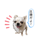 チワワの呟き（個別スタンプ：4）