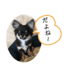 チワワの呟き（個別スタンプ：7）