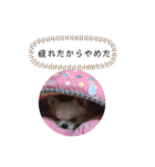チワワの呟き（個別スタンプ：8）