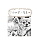 チワワの呟き（個別スタンプ：10）