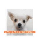 チワワの呟き（個別スタンプ：11）