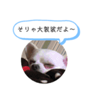 チワワの呟き（個別スタンプ：12）
