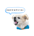 チワワの呟き（個別スタンプ：13）