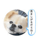 チワワの呟き（個別スタンプ：14）