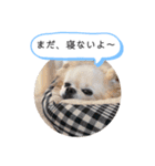 チワワの呟き（個別スタンプ：16）