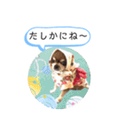チワワの呟き（個別スタンプ：19）