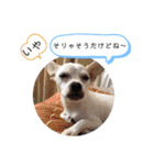チワワの呟き（個別スタンプ：20）