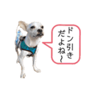 チワワの呟き（個別スタンプ：21）