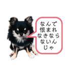 チワワの呟き（個別スタンプ：23）