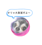 チワワの呟き（個別スタンプ：25）