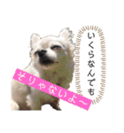 チワワの呟き（個別スタンプ：27）