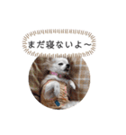 チワワの呟き（個別スタンプ：28）