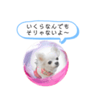 チワワの呟き（個別スタンプ：29）