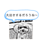 チワワの呟き（個別スタンプ：31）