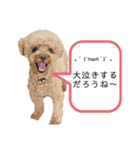 チワワの呟き（個別スタンプ：32）
