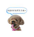 チワワの呟き（個別スタンプ：33）