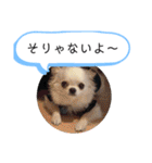 チワワの呟き（個別スタンプ：35）