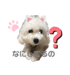 あざと可愛いトイプードルりんちゃん（個別スタンプ：1）