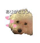 あざと可愛いトイプードルりんちゃん（個別スタンプ：4）