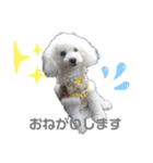あざと可愛いトイプードルりんちゃん（個別スタンプ：5）