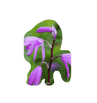 花フラワー（個別スタンプ：1）