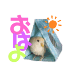 コザクラインコのネロ③（個別スタンプ：4）