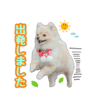 ポメラニアン★むぎ★★（個別スタンプ：2）