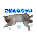 ポメラニアン★むぎ★★（個別スタンプ：5）