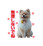 ポメラニアン★むぎ★★（個別スタンプ：6）