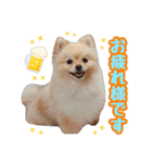 ポメラニアン★むぎ★★（個別スタンプ：7）