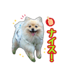 ポメラニアン★むぎ★★（個別スタンプ：8）