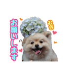 ポメラニアン★むぎ★★（個別スタンプ：9）