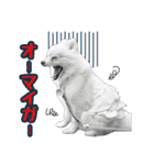 ポメラニアン★むぎ★★（個別スタンプ：12）