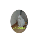 catファミリー（個別スタンプ：2）