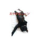 catファミリー（個別スタンプ：3）
