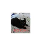 catファミリー（個別スタンプ：6）