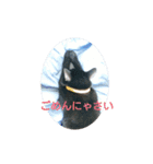 catファミリー（個別スタンプ：7）