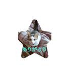 catファミリー（個別スタンプ：8）