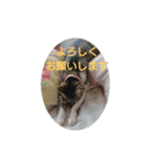 catファミリー（個別スタンプ：9）