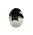 catファミリー（個別スタンプ：11）