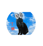catファミリー（個別スタンプ：12）