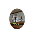 catファミリー（個別スタンプ：14）