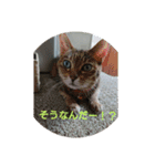 catファミリー（個別スタンプ：15）