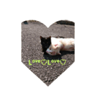 catファミリー（個別スタンプ：16）
